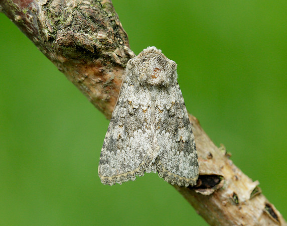 73.280 BF216 Small Ranunculus Hecatera dysodea