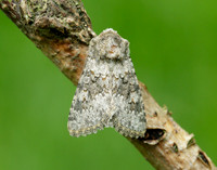 73.280 BF216 Small Ranunculus Hecatera dysodea