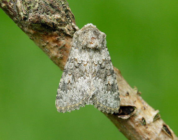 73.280 BF216 Small Ranunculus Hecatera dysodea