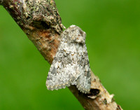 73.280 BF216 Small Ranunculus Hecatera dysodea