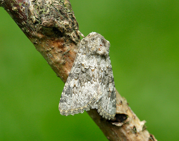 73.280 BF216 Small Ranunculus Hecatera dysodea