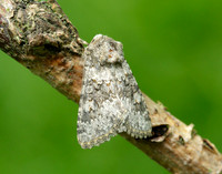 73.280 BF216 Small Ranunculus Hecatera dysodea
