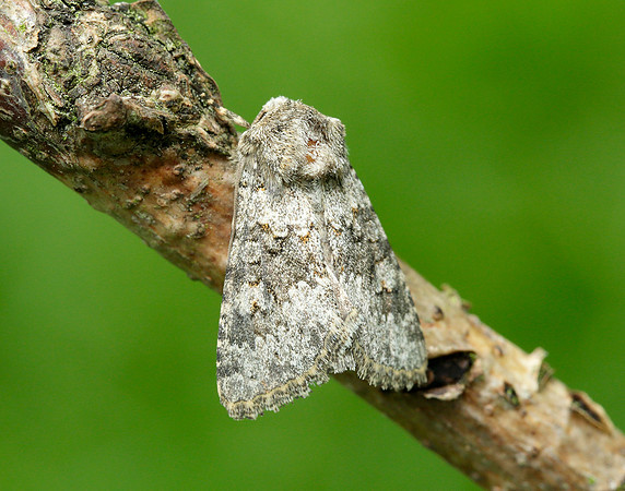 73.280 BF216 Small Ranunculus Hecatera dysodea