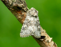 73.280 BF216 Small Ranunculus Hecatera dysodea