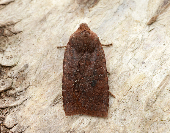 73.195 BF2259 Dark Chestnut Conistra ligula