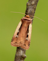 73.329 BF2102 Flame Shoulder Ochropleura plecta