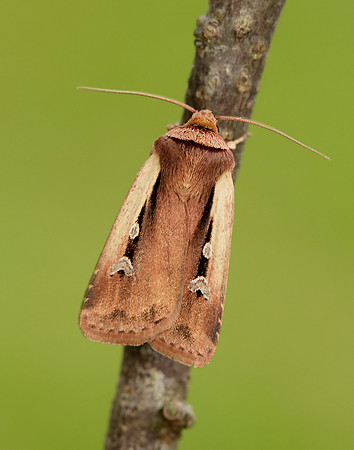 73.329 BF2102 Flame Shoulder Ochropleura plecta