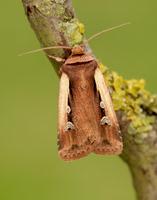 73.329 BF2102 Flame Shoulder Ochropleura plecta