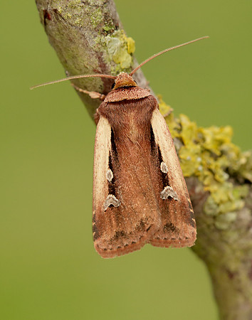 73.329 BF2102 Flame Shoulder Ochropleura plecta