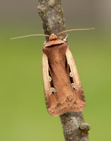 73.329 BF2102 Flame Shoulder Ochropleura plecta