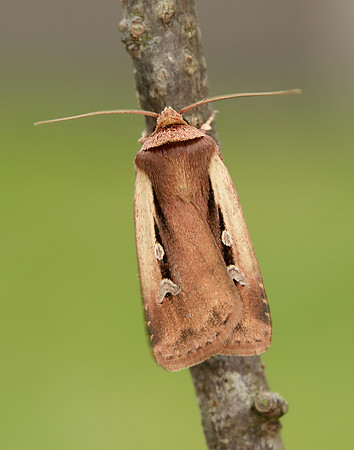 73.329 BF2102 Flame Shoulder Ochropleura plecta
