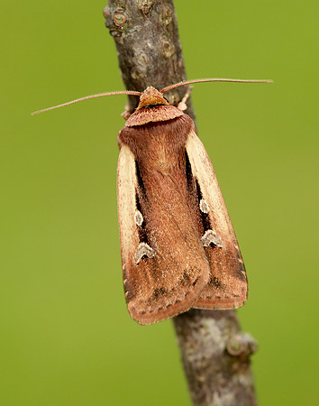 73.329 BF2102 Flame Shoulder Ochropleura plecta