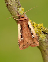 73.329 BF2102 Flame Shoulder Ochropleura plecta