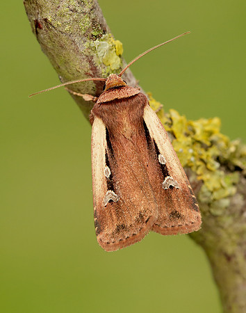 73.329 BF2102 Flame Shoulder Ochropleura plecta