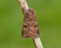 73.329 BF2102 Flame Shoulder Ochropleura plecta