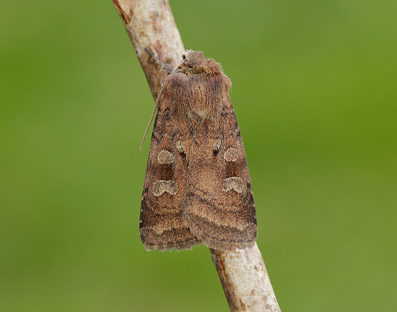 73.329 BF2102 Flame Shoulder Ochropleura plecta