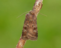 73.329 BF2102 Flame Shoulder Ochropleura plecta
