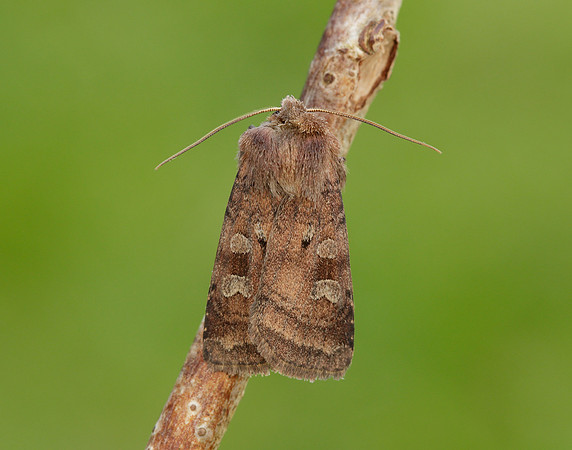 73.329 BF2102 Flame Shoulder Ochropleura plecta