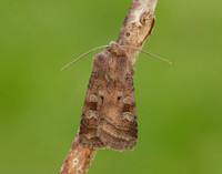 73.329 BF2102 Flame Shoulder Ochropleura plecta