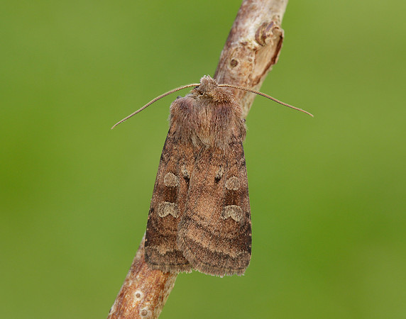 73.329 BF2102 Flame Shoulder Ochropleura plecta