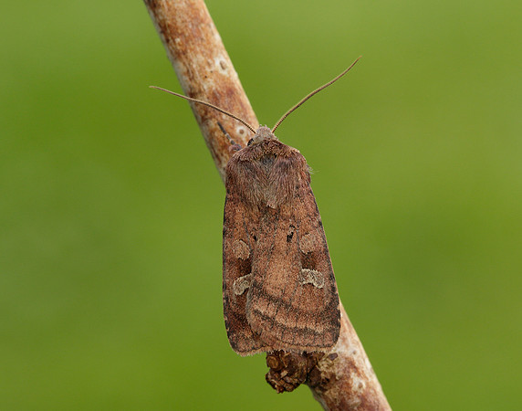 73.329 BF2102 Flame Shoulder Ochropleura plecta