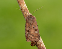 73.329 BF2102 Flame Shoulder Ochropleura plecta