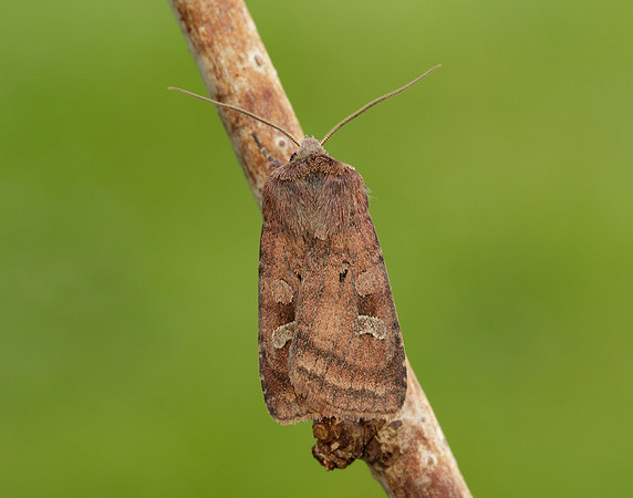 73.329 BF2102 Flame Shoulder Ochropleura plecta