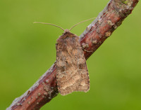 73.329 BF2102 Flame Shoulder Ochropleura plecta