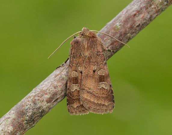 73.329 BF2102 Flame Shoulder Ochropleura plecta