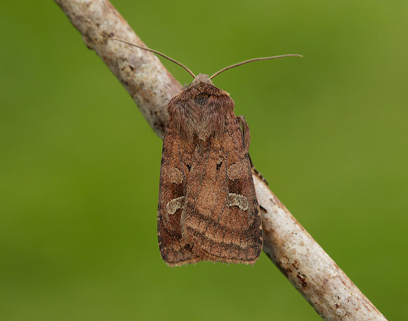 73.329 BF2102 Flame Shoulder Ochropleura plecta