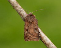 73.329 BF2102 Flame Shoulder Ochropleura plecta