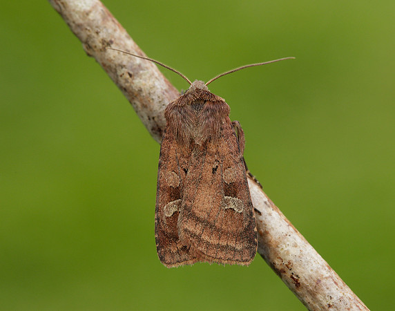 73.329 BF2102 Flame Shoulder Ochropleura plecta