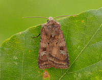 73.329 BF2102 Flame Shoulder Ochropleura plecta