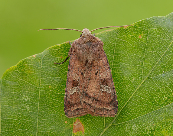 73.329 BF2102 Flame Shoulder Ochropleura plecta