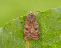 73.329 BF2102 Flame Shoulder Ochropleura plecta