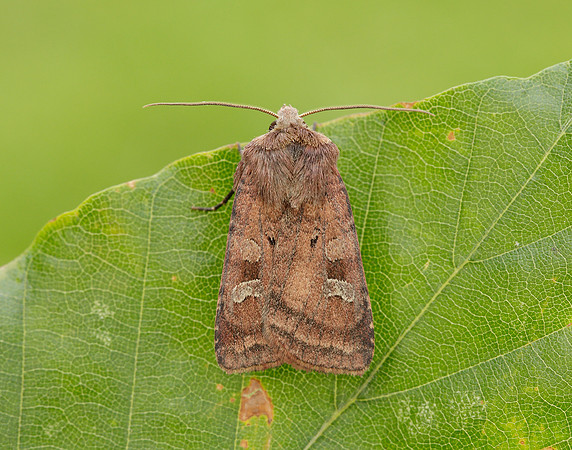 73.329 BF2102 Flame Shoulder Ochropleura plecta