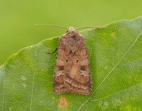 73.329 BF2102 Flame Shoulder Ochropleura plecta