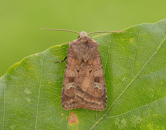 73.329 BF2102 Flame Shoulder Ochropleura plecta