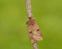 73.329 BF2102 Flame Shoulder Ochropleura plecta