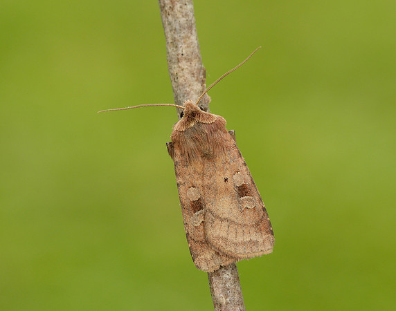 73.329 BF2102 Flame Shoulder Ochropleura plecta