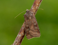 73.329 BF2102 Flame Shoulder Ochropleura plecta