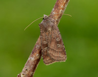 73.329 BF2102 Flame Shoulder Ochropleura plecta