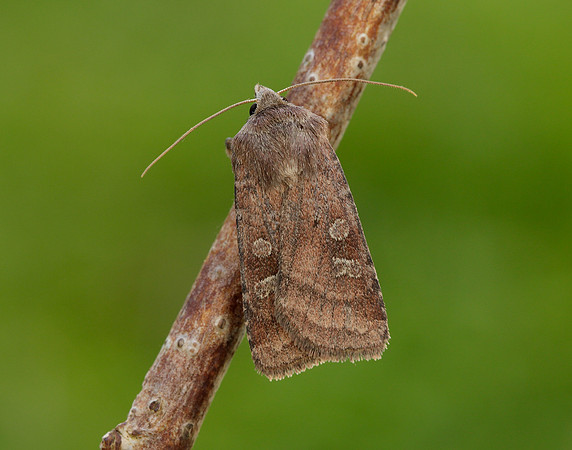 73.329 BF2102 Flame Shoulder Ochropleura plecta