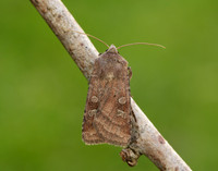 73.329 BF2102 Flame Shoulder Ochropleura plecta