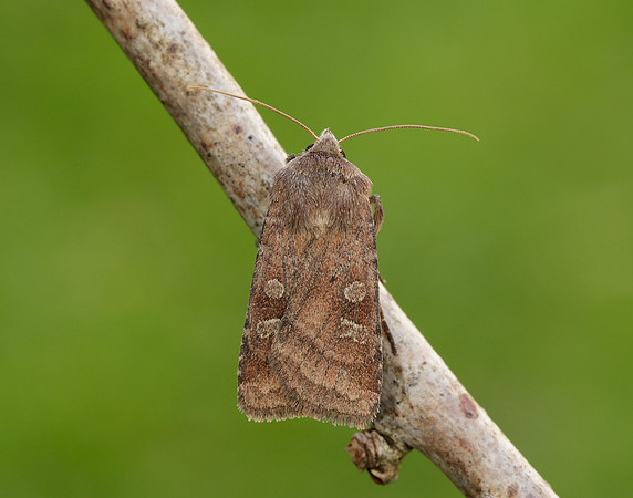 73.329 BF2102 Flame Shoulder Ochropleura plecta