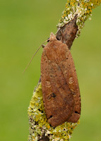 73.342 BF2107 Large Yellow Underwing Noctua pronuba