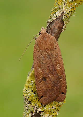 73.342 BF2107 Large Yellow Underwing Noctua pronuba
