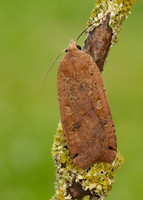 73.342 BF2107 Large Yellow Underwing Noctua pronuba