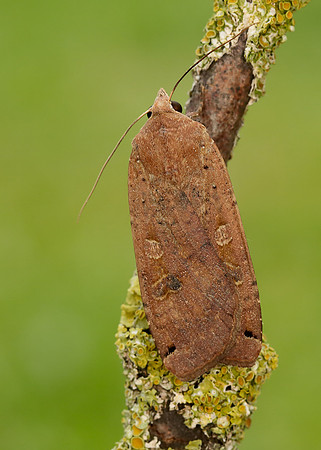 73.342 BF2107 Large Yellow Underwing Noctua pronuba