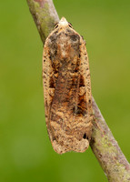 73.342 BF2107 Large Yellow Underwing Noctua pronuba